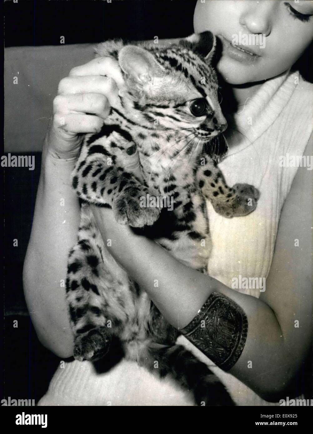 19 novembre 1965 - ''Snow Panther'' à l'exposition : l'exposition annuelle ouverte à la salle Wagram, Paris, aujourd'hui. La photo montre l'une des attractions du Salon, un chat brésilien connu sous le nom de ''Snow Panther' Banque D'Images