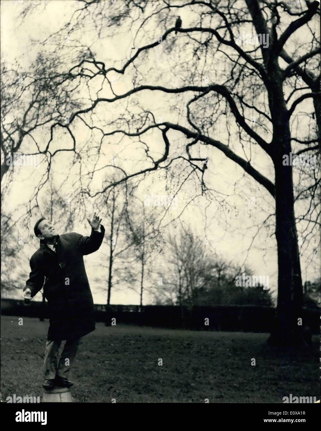 18 décembre 1965 - L'humoriste Norman sagesse tente sa main pour tenter d'amadouer Goldie de sa liberté perchaude ; ''Goldie'', l'aigle royal qui a échappé à la Zoo de Londres pour la deuxième fois cette année, est encore la gestion à éviter la capture par son gardien après quatre jours de liberté à Regent's Park. Aujourd'hui la sagesse qui a été comédien Norman marche à travers Regent's Park a décidé qu'il voulait essayer sa main à amener Goldie de sa liberté haut perché dans un arbre dans le parc Banque D'Images