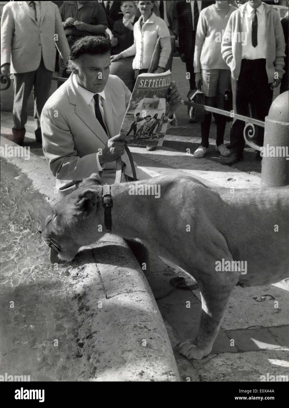 20 octobre 1965 - Italien célèbre tamer Orland Orfei retourné à Rome avec son cirque. En attendant de commencer son travail, M. Orfei lit le magazine, et la lionne ''Sofia'' assouvit sa soif ... dans un roman de fontaines. Banque D'Images