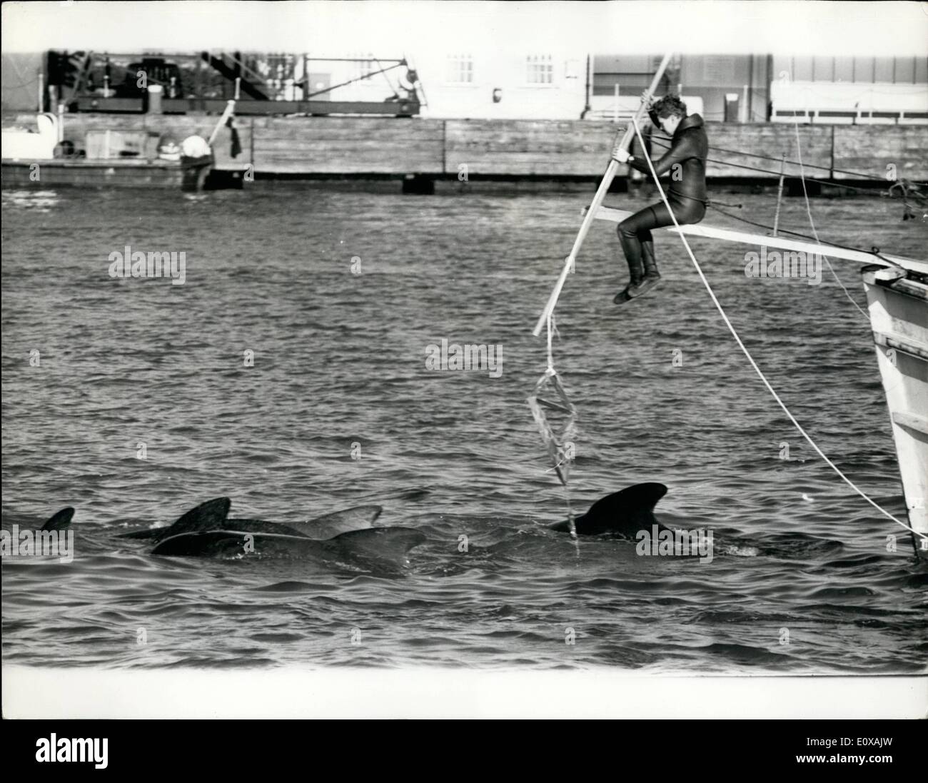 11 novembre 1965 - Whale hunt dans la Tamise ; la première chasse enregistré dans hthe Tamise a été arrêté hier par les policiers de la rivière George, Tirkle. À partir d'un lancement de la police de Tilbury Docks il est monté à bord du bateau qui avait été la chasse aux baleines pilotes première vue dans la Tamise il y a quinze jours,( bien qu'au début, ils étaient considérés comme les marsouins)Il a dit ''ces baleines morts ou vivants, sont les , des ports par des lois, fobidding l'assassinat d'un piégeage capture capture d'animaux dans la région. Le chasseur de baleine était John Sadler 30 ans plongeur professionnel et dolphin trainer Banque D'Images
