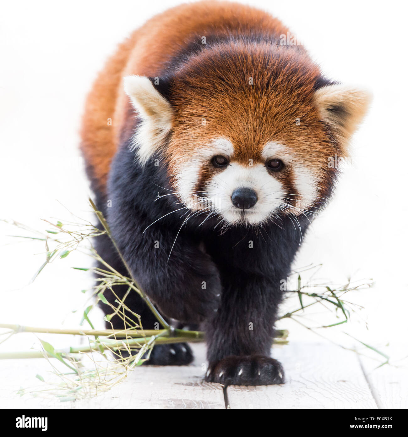 Portrait frontal de panda rouge Banque D'Images