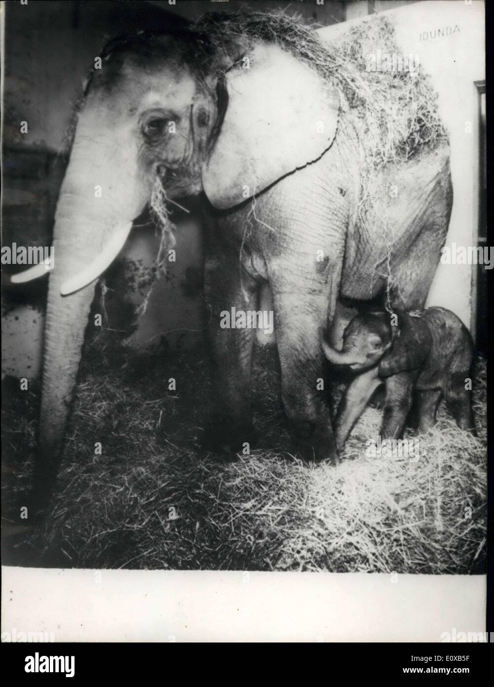 13 janvier 1966 - elle Mère éléphant pour la troisième fois en captivité : L Bsl zoo éléphant elle a donné naissance à bébé éléphant pour la troisième fois sh elle a été dans captivitiy. Elle montre l'éléphant du zoo de Bâle avec son bébé éléphant. Banque D'Images