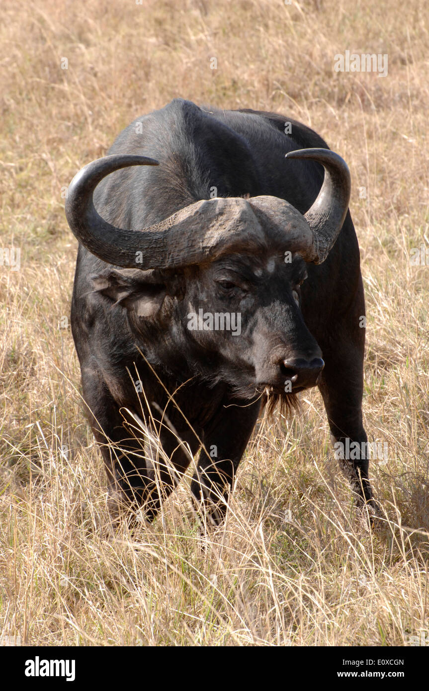 Buffalo africaine de l'eau sur le pâturage Le masai Mara Kenya Afrique Banque D'Images