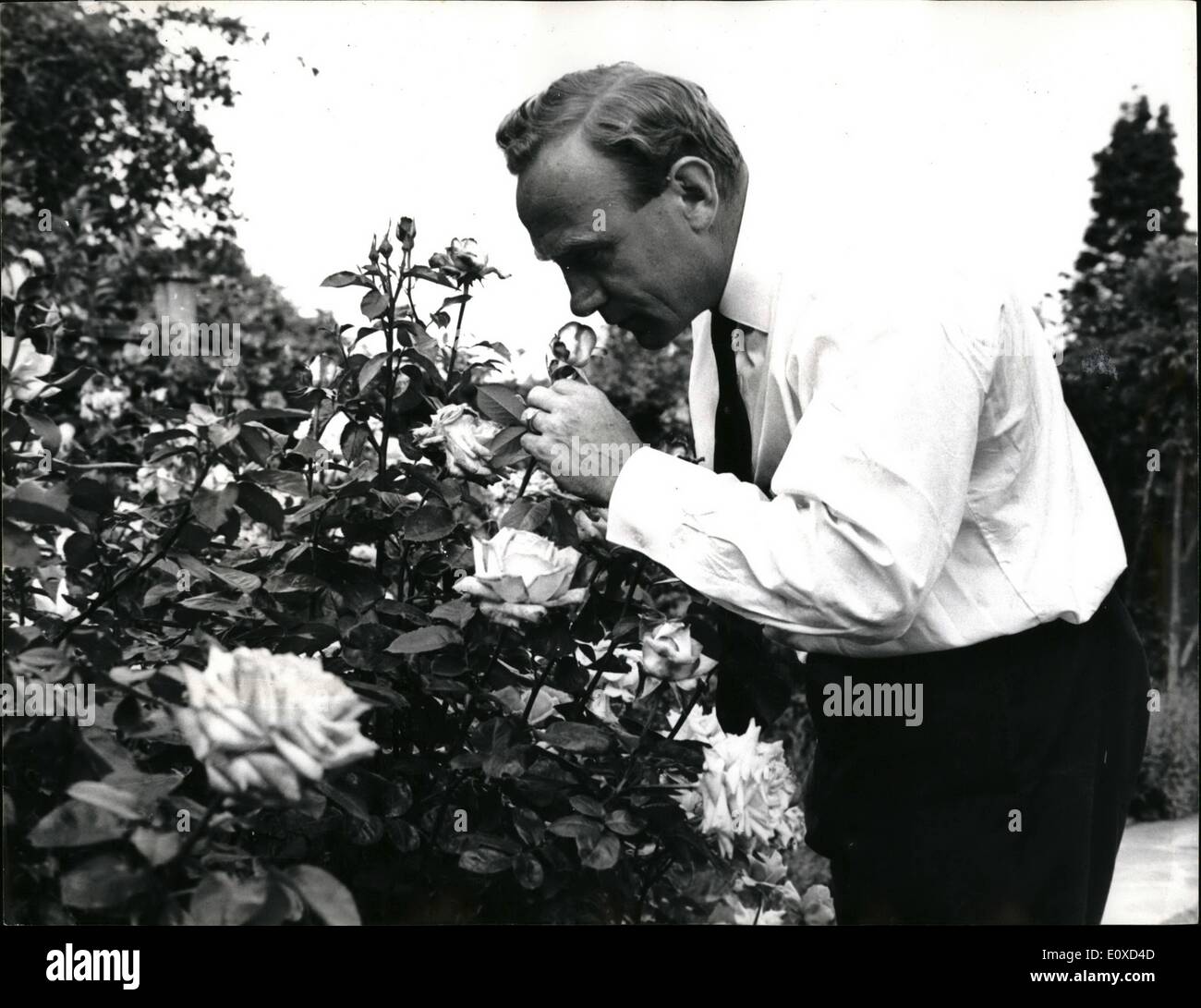 Juin 06, 1966 - Billy Wright perd son emploi en tant que gestionnaire de l'Arsenal Club : un soccer sensation a été provoqué hier par l'annonce que Billy Wright, footballeur le plus limité, avait perdu son emploi en tant que gestionnaire de l'Arsenal Club après quatre ans à cause de l'équipe de mauvais résultats. Billy est marié à Joie blonde Beverley, l'aîné de la célèbre chant Beverley Sisters. Photo montre après le soccer sensation news Billy détend parmi ses roses dans son jardin. Banque D'Images