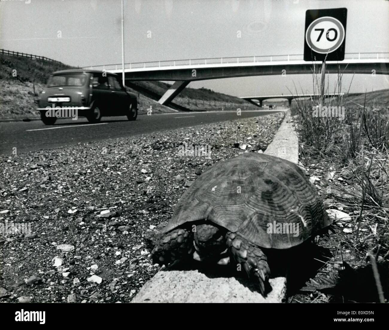 Juin 06, 1966 - 6 000 tortues à l'aéroport de Londres : la L.R..P.C.S. Hostel à l'aéroport de Londres avait un agrange ensemble de visiteurs hier - 6 000 tortues. Elles avaient été importées par bateau à partir de l'Afrique du Nord, mais en raison d'un désaccord entre le fournisseur et l'importateur, ils devaient être retournés à domicile. Photo : Une des tortues a été prise pour une promenade le long de la proximité de M 4 par le photographe - peut-être qu'il voulait travailler sur combien de temps il faudrait une tortue sans-abri pour faire son chemin vers le Maroc. Banque D'Images