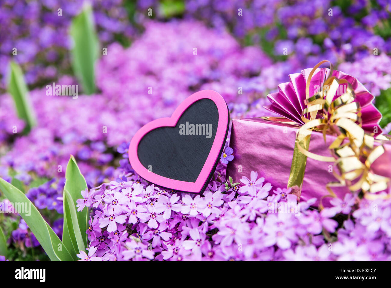 Vue magnifique sur la mer de fleurs violett avec un coeur rose et un cadeau Banque D'Images