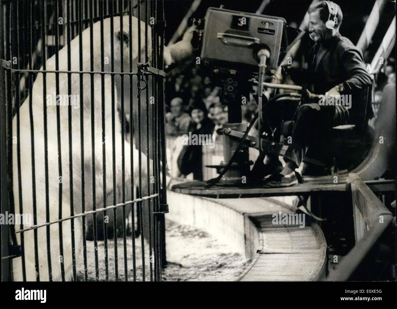 Juillet 06, 1966 - l'on voit ici est un ours polaire qui a fait partie de la Nationale de Cirque californien, qui a été invitée à Theresienweise à Munich. Enregistrement des événements cirque avait lieu et ce caméraman reçu le choc de sa vie lorsque l'ours atteint à travers les barreaux et swatted à l'appareil photo. Banque D'Images