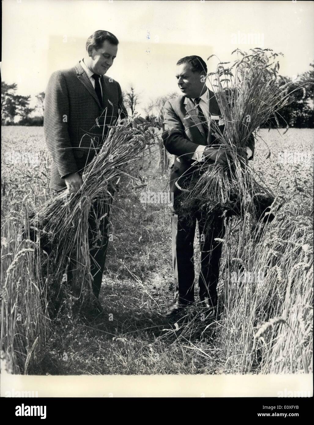Septembre 09, 1966 -- la première activation de l'électro-champ de blé'' : Lors d'une conférence de presse tenue à Holt Farm, près de Watford, le Dr Harry Hurst, 53 ans, un chercheur de Cambridge qui a travaillé pendant plus de vingt ans sur une nouvelle approche de la biologie le problème central de la réplication cellulaire a annoncé qu'il a découvert une méthode de modifier les modèles de croissance des cellules de l'embryon en graines soas pour augmenter le taux de croissance et rendement ultime avec un degré raisonnable de certitude. Dr Banque D'Images