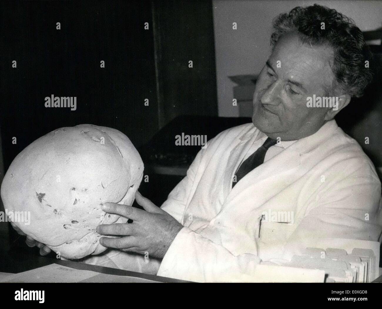 Septembre 22, 1966 - Cette gigantesque puffball, avec un diamètre de 40cm, est actuellement examiné par le Dr Jaenichen. Il est l'un des plus de 300 000 exemples de champignons au Jardin Botanique Musée de Berlin. La plus ancienne pièce de cette collection remonte au 17e siècle. Sur la photo est le Dr Hermann Jaenichen, le chef de la division de champignons. Il reçoit des demandes de partout dans le monde pour des échantillons de champignons. Banque D'Images