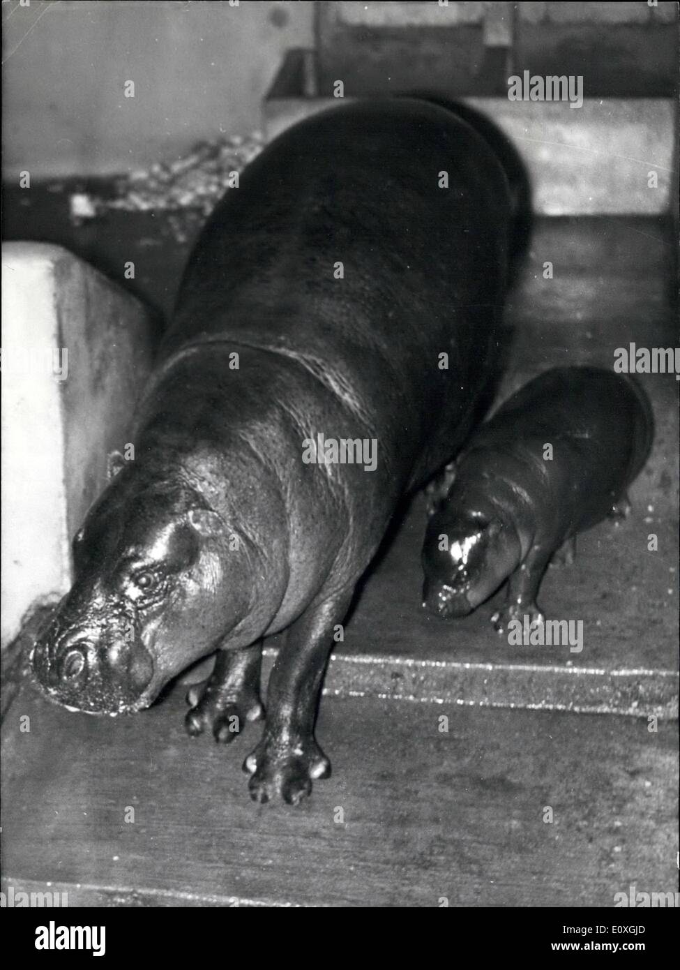 12 Dec 1966 Rencontrez Chouchou Chouchou Le Bebe Hippopotame Ne Au Zoo De Vincennes Il Y A Trois Mois Que Posent Pour Les Photographes Pour La Premiere Fois Aujourd Hui Photo
