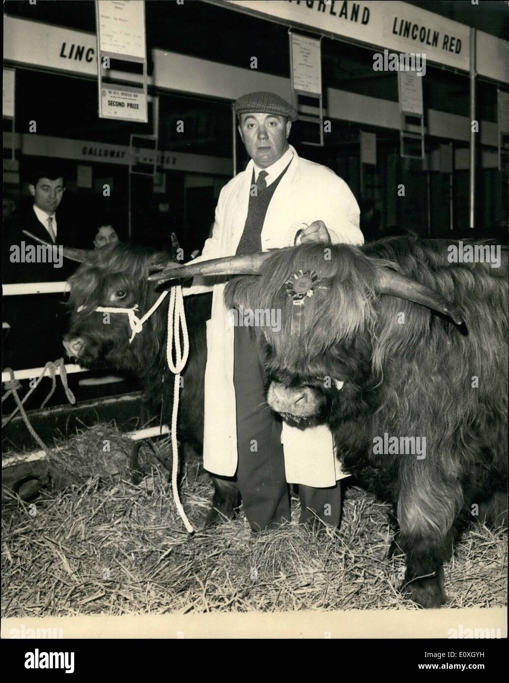 Le 12 décembre 1966 - Ouverture de la Royal Smithfield Show : le Royal Smith show sur le terrain et des machines agricoles d'exposition, a ouvert ses portes aujourd'hui à Earl's Court. Photo montre Steerman Harry Robbins, détient deux highland steer qui appartiennent à Sa Majesté la Reine et viennent de Sandringham troupeau. L'appareil photo le plus proche de la direction a remporté le 1er prix et d'autres 2e prix. Banque D'Images