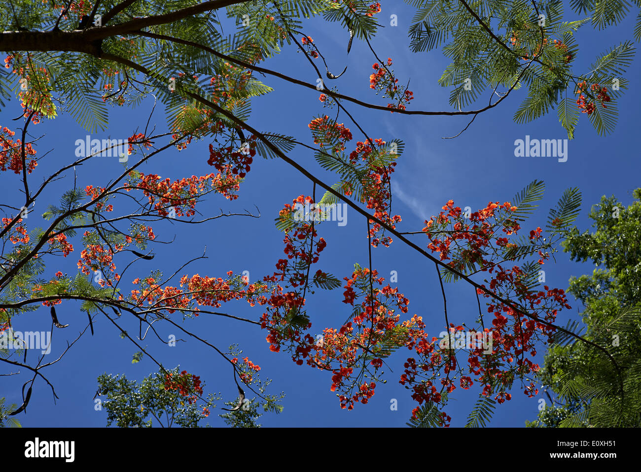 Royal Poinciana arbre en fleurs (Delonix regia) Thaïlande S. E. Asie Banque D'Images