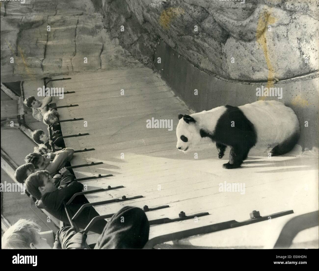 Giant panda chi chi london Banque de photographies et d'images à haute  résolution - Alamy