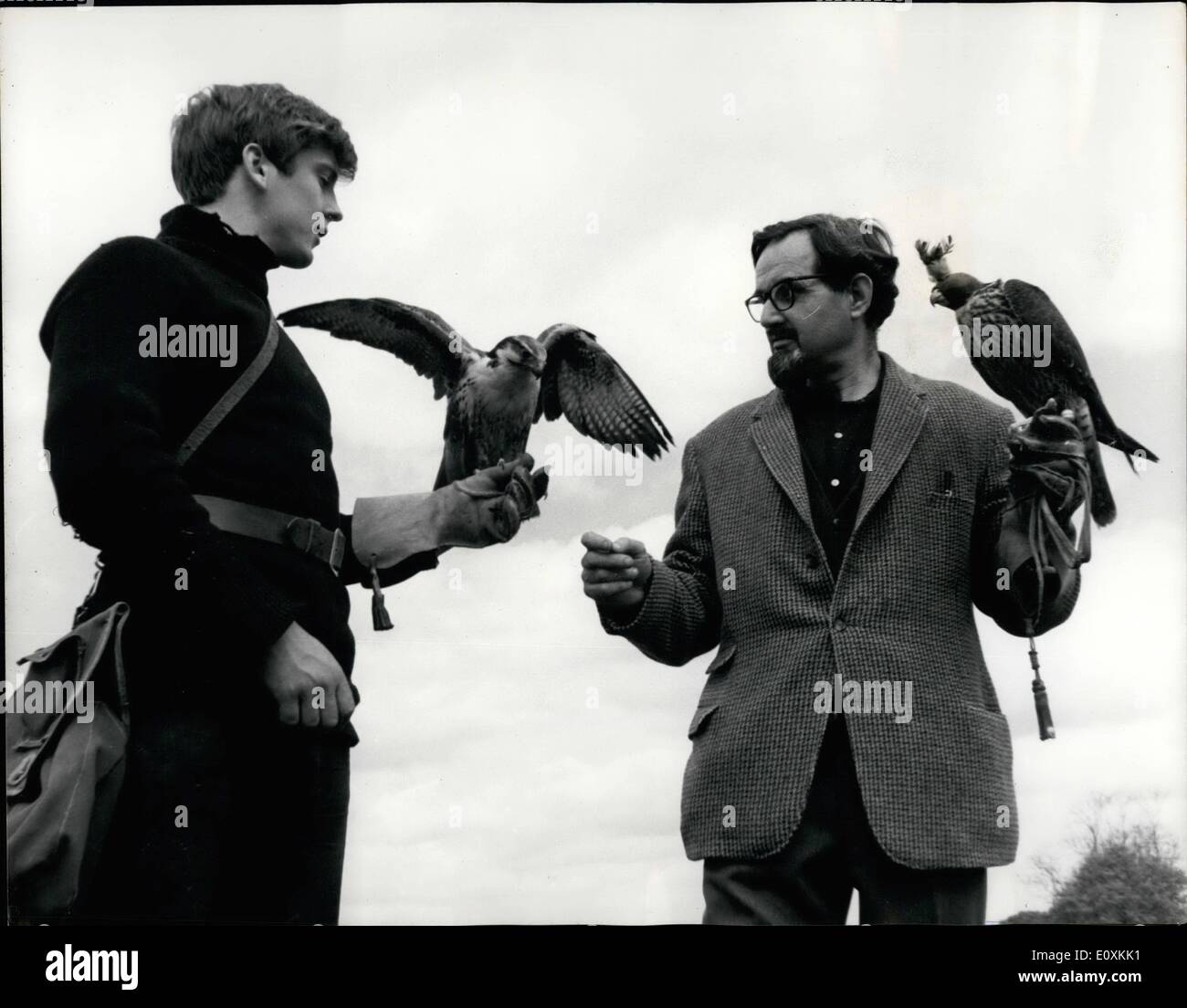 05 mai 1967 - Premiers pas à l'École de fauconnerie : M. Philip Glasier, 51, à l'aide d'un paregrine pèlerin hier pour expliquer les techniques de manipulation à M. Martin Jones, 20 ans, tenant une ligne falcon, dans un champ à Newent, près de Glouchester, où il a créé la première école de fauconnerie en Grande-Bretagne. M. Glasier, qui a formé des pèlerins depuis qu'il était neuf, offre un 16 cours par semaine pour les débutants. Banque D'Images