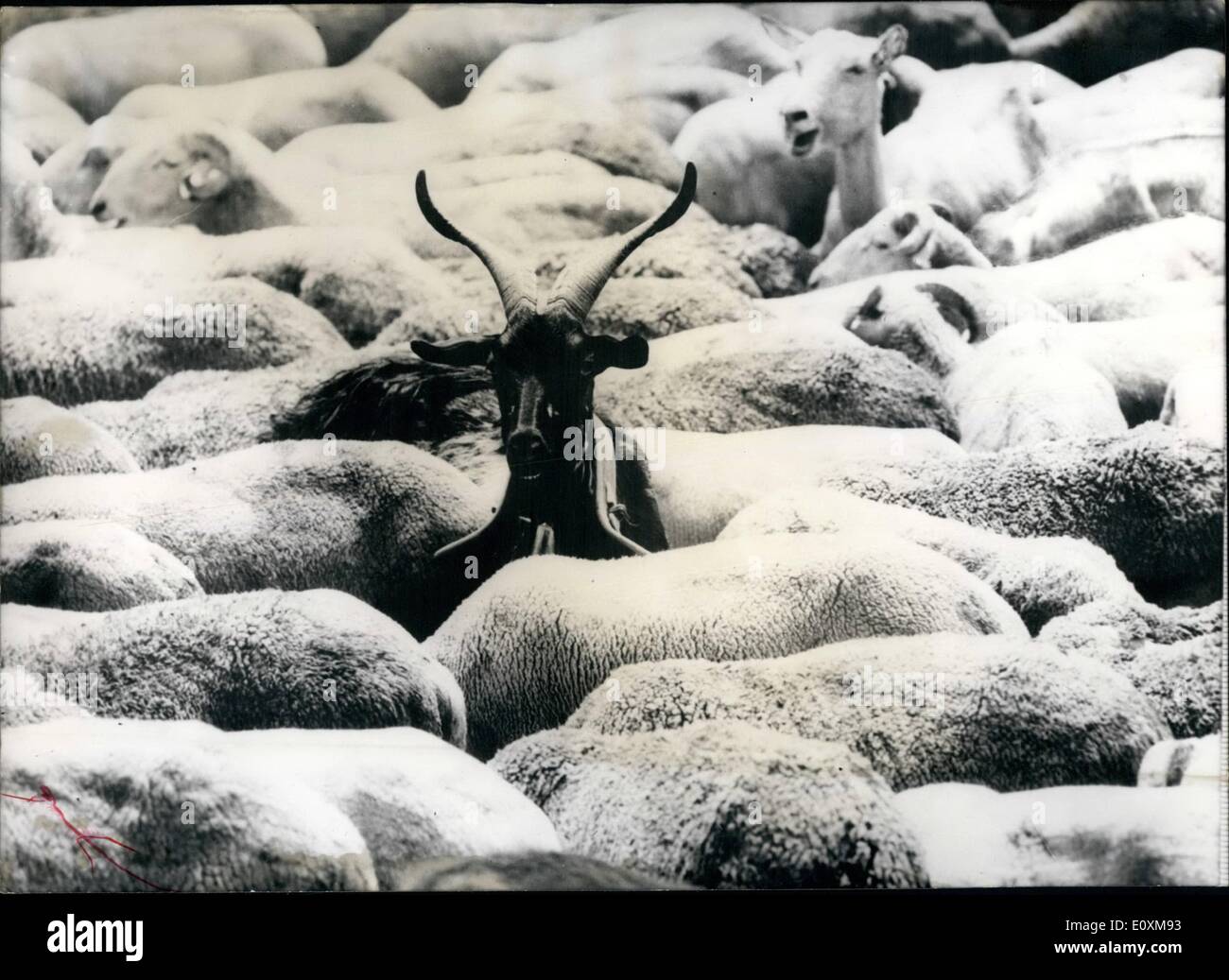 Avril 04, 1967 - La ''bête noire'' de ce troupeau est unobjectionably cette chèvre... ! L'éleveur de ce groupe, qui erre sur les terres du sud de la France, estime le bouc sa ''mascot.'' Denis Noel comme Georges Aminel comme Andromaque et Pyrrhus Banque D'Images