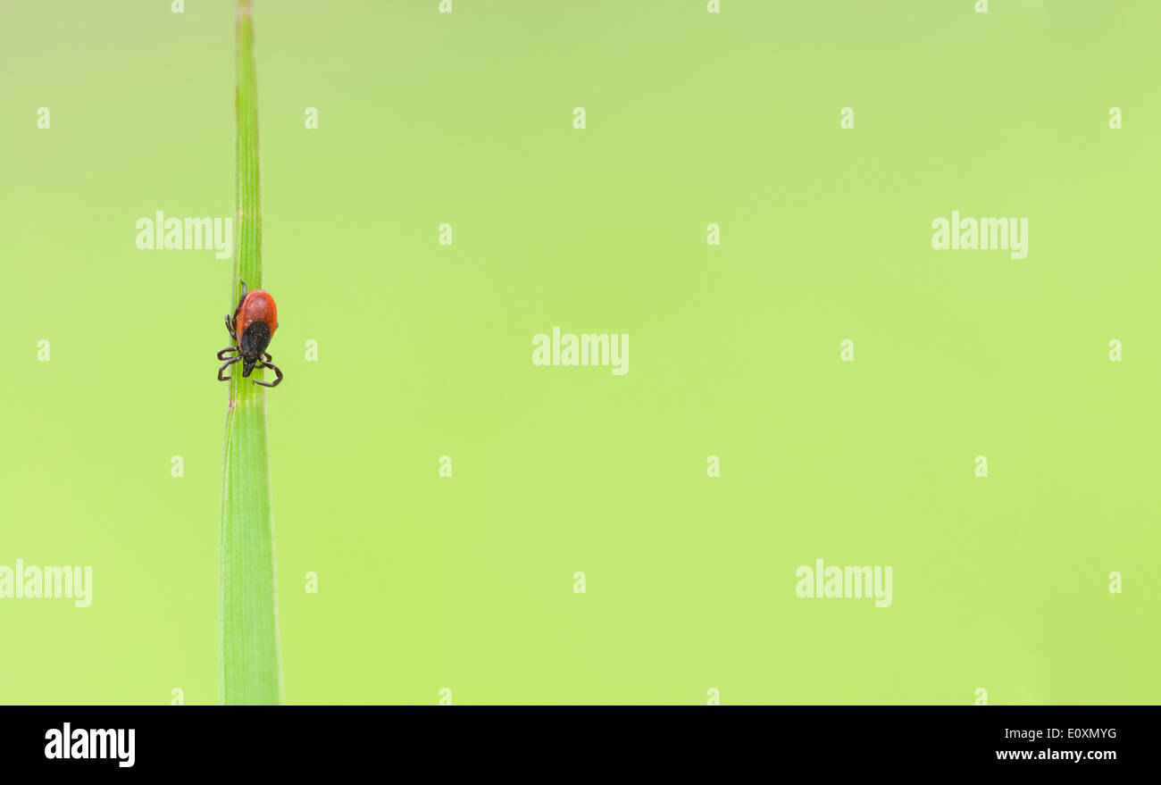 Photo macro d'une petite coche rouge insecte sur une feuille de plante verte Banque D'Images