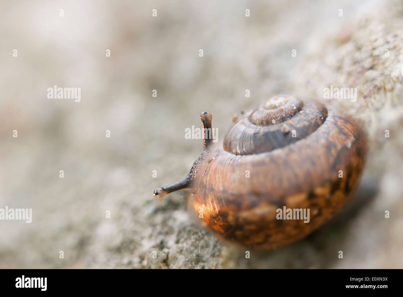 Close up of a little snail peeking ou regarder derrière sa coquille Banque D'Images