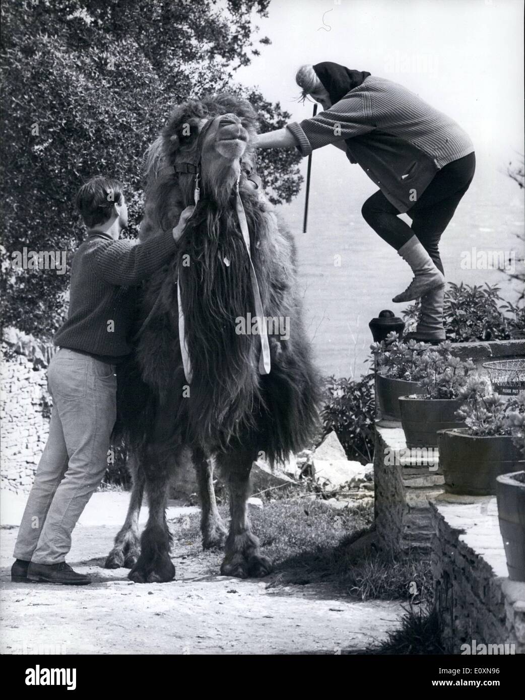 06 juin 1967 - Achmad le chameau est un résident populaire à l'auberge Tilly whim de Dorset.; Achmad, un Camel de Bactrian du Tibet, est la dernière arrivée à l'auberge Tilly whim à Swanage, Dorset, et est déjà un résident populaire. Il est toujours prêt à aider avec le travail lourd, sans cesse prêt à donner des manèges aux enfants, et déborda par le simple logement fourni pour lui dans la cour. Mais Achmad présente des inconvénients. Car bien qu'il travaille uniquement pour son garder, son garder est assez coûteux, en dehors de l'500 qu'il a coûté à Mme Banque D'Images
