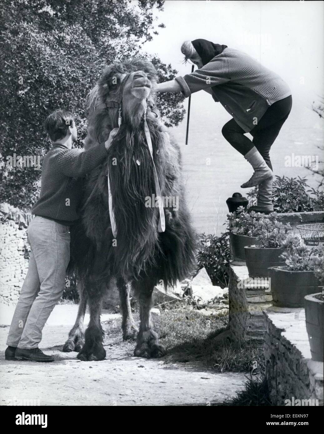 Juin 06, 1967 - Le Chameau Achmad est un résident à la populaire Tilly Whim Inn dans le Dorset : Achmad, UN Bastrian camel du Tibet, est la dernière arrivée au Tilly Whim Inn à Swanage, Dorset, et se révèle déjà un résident. Il est toujours prêt à aider avec le travail lourd, sans fin prêts à donner à des enfants, et content de l'hébergement simple fourni pour lui dans l'arrière-cour. Mais il existe des inconvénients à propos de Achmad. Pour bien qu'il ne fonctionne que pour sa subsistance, sa subsistance est assez coûteux en dehors de l'&pound;500 le coût Mme Banque D'Images