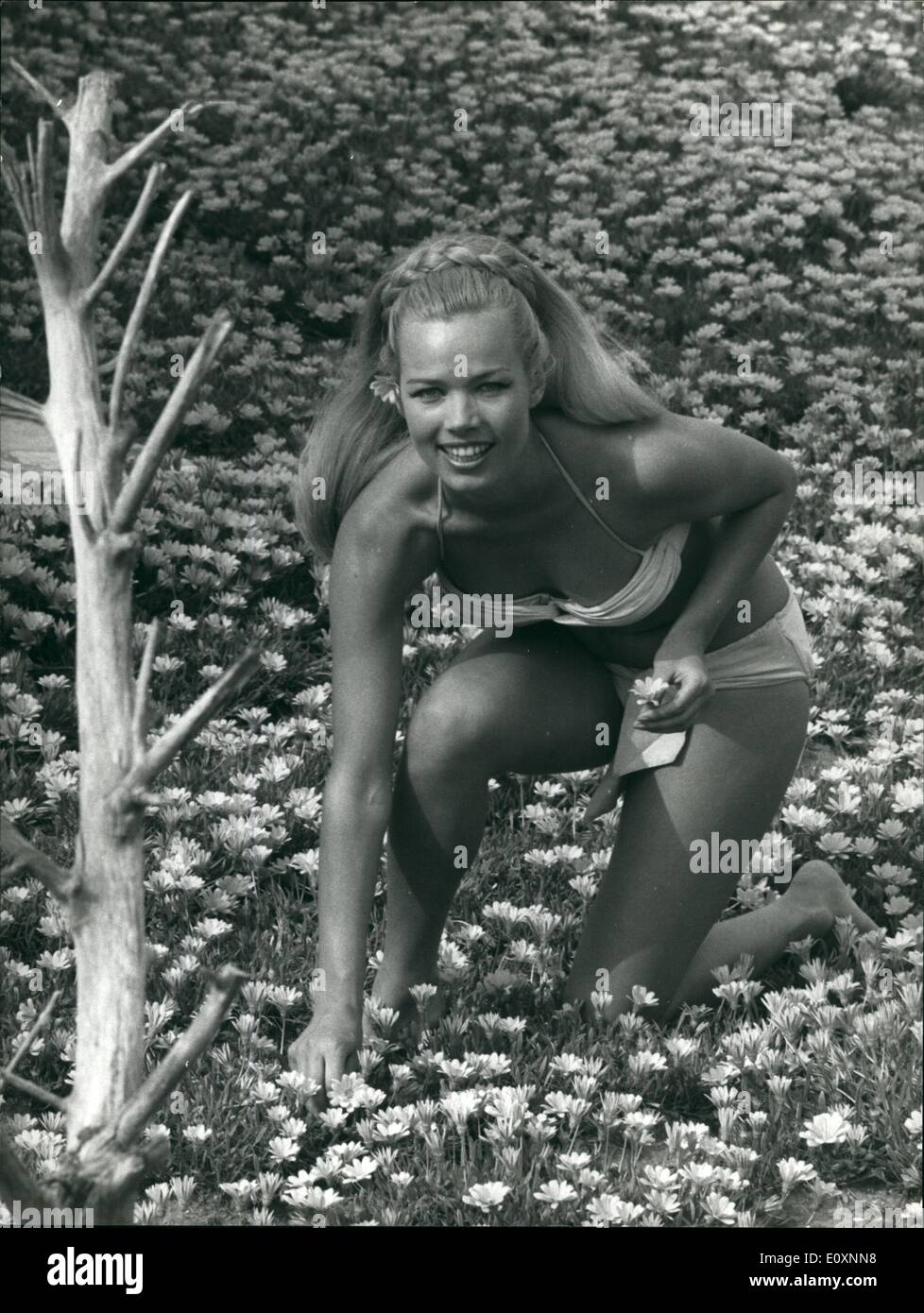 05 mai 1967 - Solvi Stubing restera en Italie : Solvi Stubing une charmante blonde fille allemande, a décidé de rester en Italie définitivement. Né à Berlin, il y a 21 ans a commencé sa carrière comme couverture - fille et ses photos ont comparu à plusieurs reprises sur la presse allemande. Il y a trois ans, elle est entrée en Italie en tant que touriste, est tombé en amour avec un ami italien et a décidé de chercher du travail en tant que modèle (elle a un corps merveilleux) ou comme actrice Banque D'Images