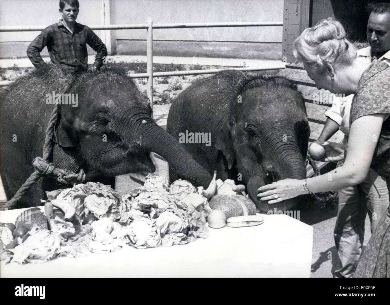 Juillet 19, 1967 - Cirque Krone affiche des éléphants de la Ferme des animaux d'Kalkutta Banque D'Images