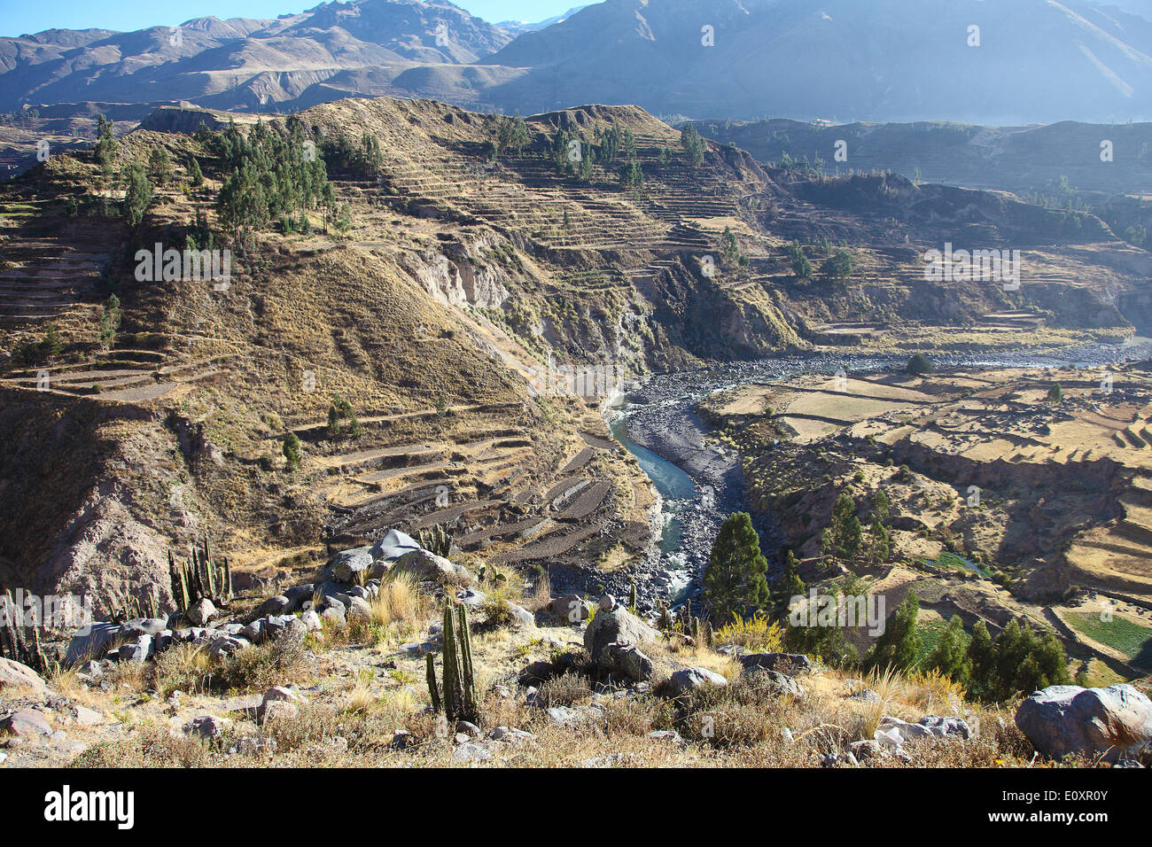 Canyon de Colca Pérou Banque D'Images