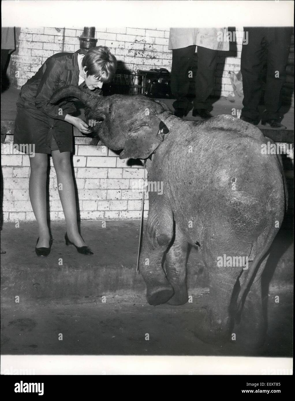 11 novembre 1967 - Don éléphant : Sa Majesté le Roi Leka de l'Albanias a acheté un bébé éléphant indien. Il est de le présenter à la Reagan Gouverneur de Californie, aux États-Unis. C'est le premier live elephant pour sa collection. L'éléphant, fourni par Harrods Ltd., seront envoyées par avion à San Francisco de l'aéroport de Londres, le jeudi 9 novembre . L'éléphant a une importance particulière parce que c'est la mascotte du Parti républicain. Elle est à présent connue sous le nom de Gertie- et il a été pris en photo cet après-midi à Harrods baie de chargement Banque D'Images