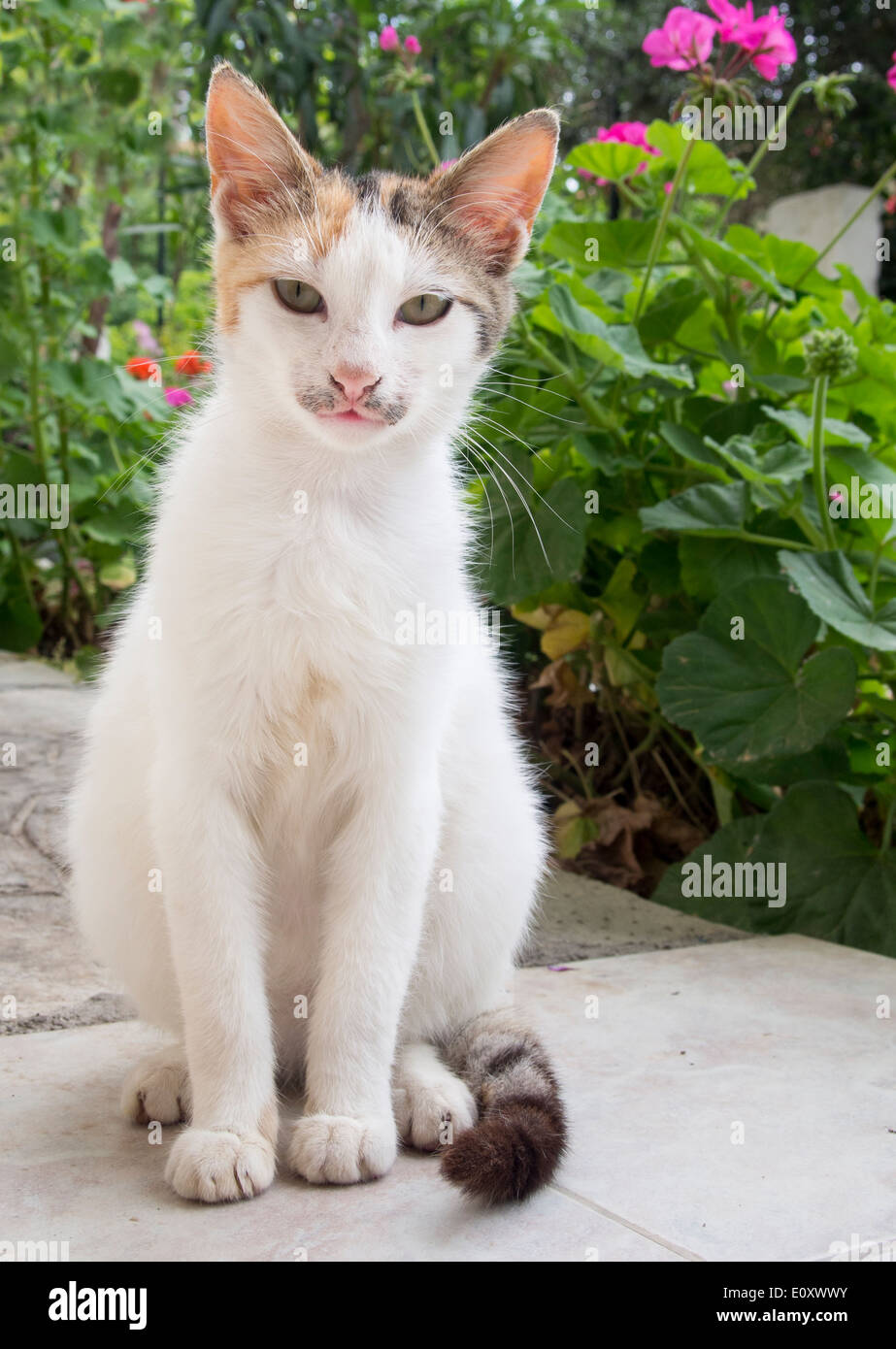 Mignon bébé chaton assis à côté de quelques fleurs Banque D'Images