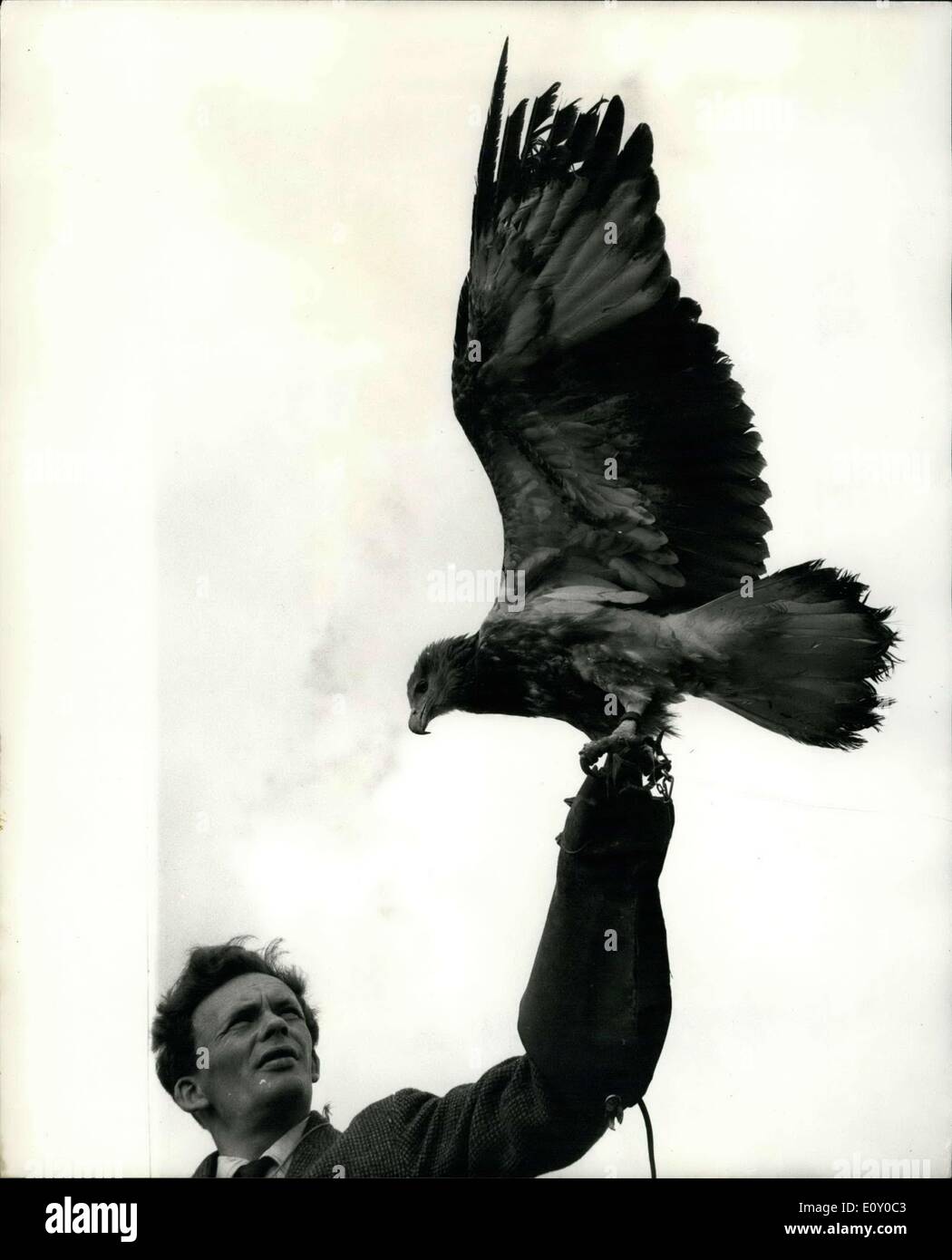 25 avril 1968 - Les Aigles de Manille profiter de la pêche sur l' Earl Domaine : Un cours en laissant du poignet est de plus en plus d'une maison de vacances de pêche de Bossy et lettres - Deux jeunes aigles envoyés depuis les Philippines, pour l'entraînement à Weston Park, Shifnal, accueil de salep, du Comte de Bradford. Les oiseaux ont été censées être rares monkey eating eagles, mais ont maintenant été identifiées bu l'Earl Falconer, M. Allan Oswald, 34, comme la pêche blanche, la tête gris qui chassent les poissons et les petits mammifères dans une manière paresseuse Banque D'Images