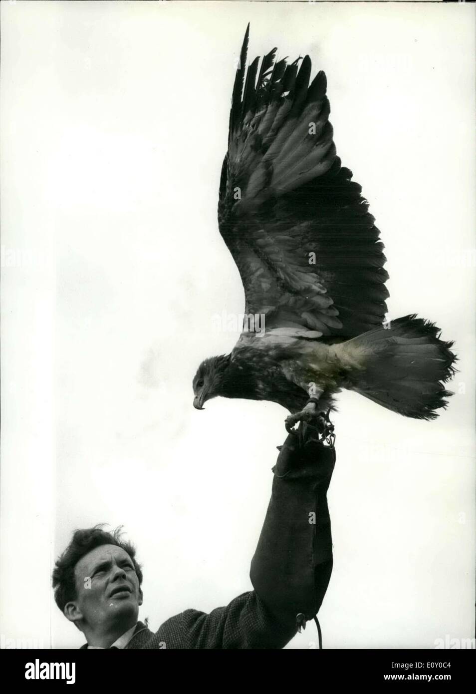 25 avril 1968 - Les Aigles de Manille profiter de la pêche sur l'oreille. immobilier : un cours dans la chasse du poignet est de plus en plus des vacances de pêche il pour Bossy et lettres - deux petits de l'aigle des Philippines, pour l'entraînement à Weston Park, Shifnal, accueil de salep, du Comte de Bradford. Les oiseaux ont été censées être rares monkey-manger les aigles, mais ont maintenant été identifiés par l'Earl Falconer, M. Allan Oswald, 34, comme la pêche blanche à tête grise, qui chassent les poissons et les petits mammifères dans une manière paresseuse Banque D'Images