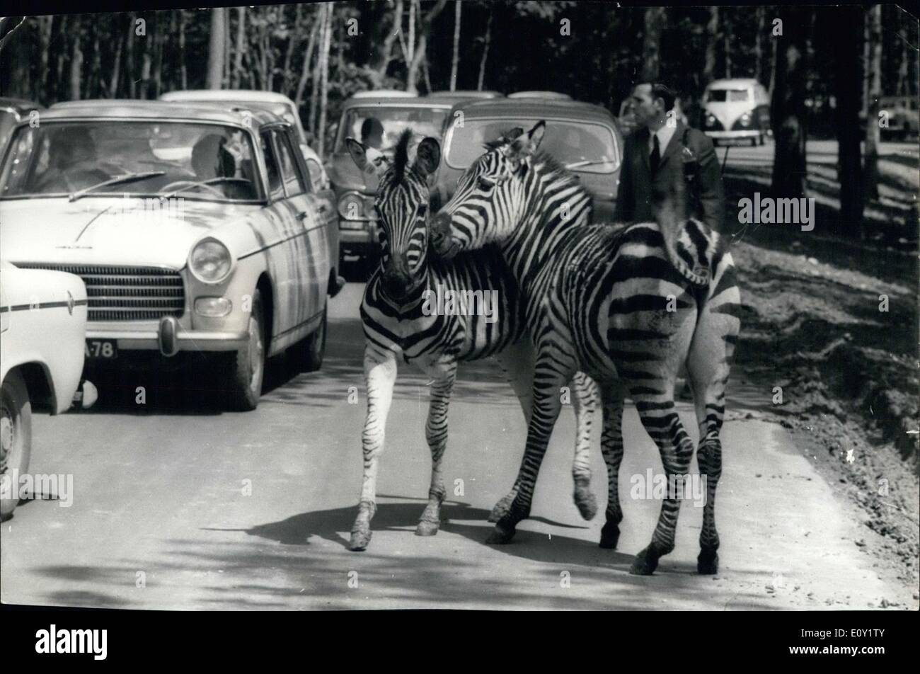 Le 09 mai, 1968 - Réserve africaine Paris zèbres marcher parmi la circulation automobile Banque D'Images