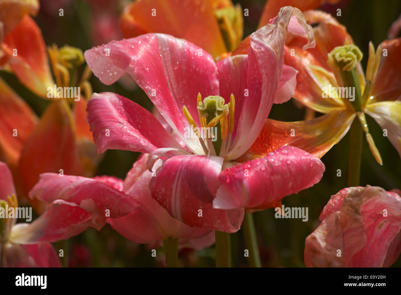 les tulipes se desséchent au-delà de leur meilleur avec des pétales tombant et tombant sous la pluie Banque D'Images