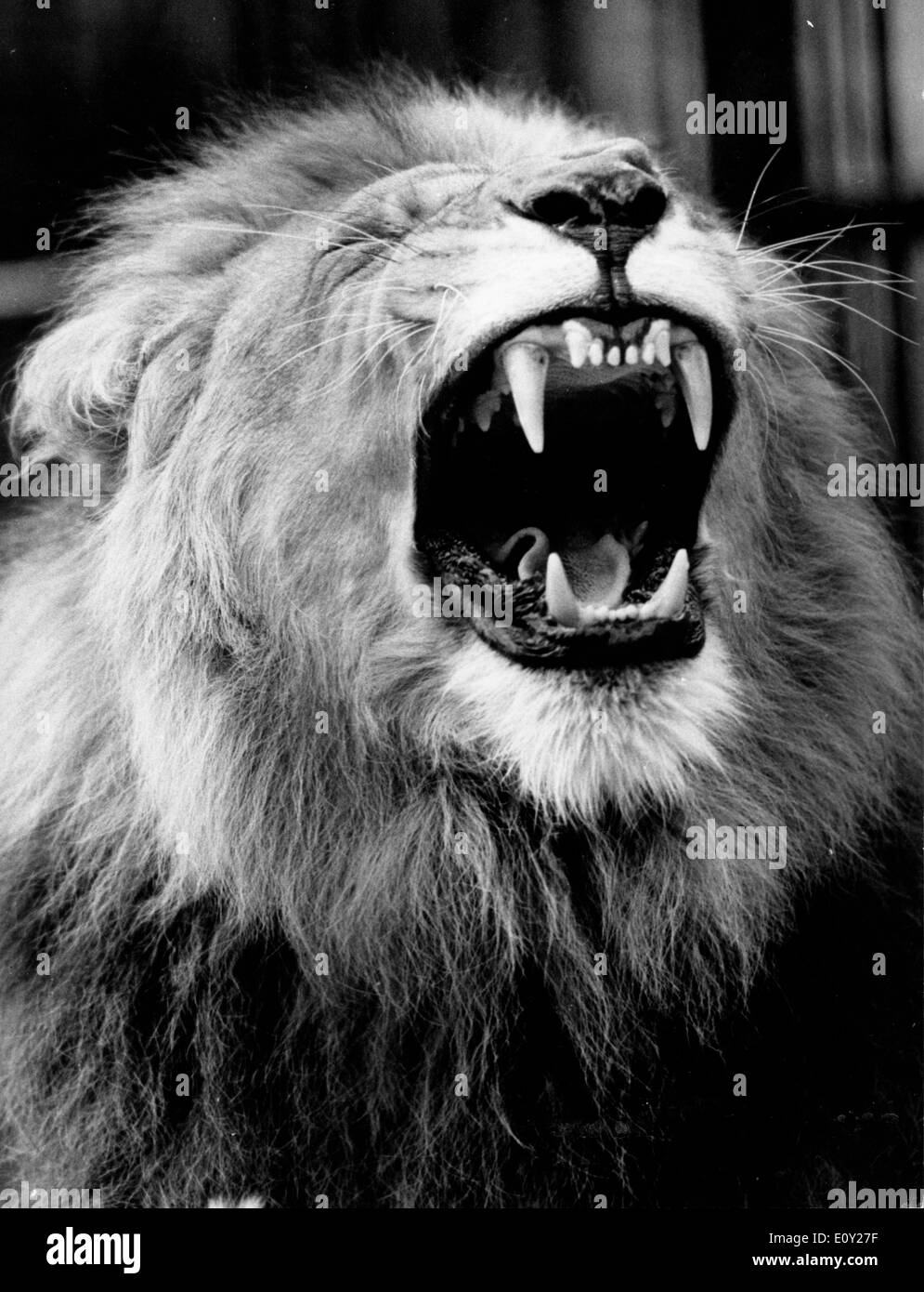Aug 14, 1968 ; Londres, Royaume-Uni ; suppression de la mâchoire béante de Singh, un lion de neuf ans au Zoo de Londres. (Crédit Image : Banque D'Images