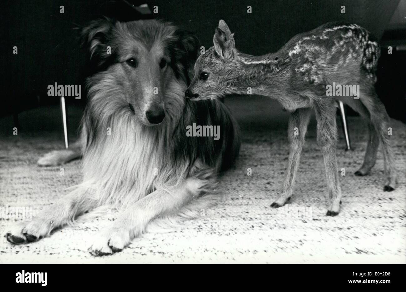 Juin 06, 1968 - C'était l'amour à première vue... pour Axel et Bambi, qui, depuis qu'ils se sont rencontrés il y a huit jours, ont été inséparables. Le petit chevreuil avait été attaqué par un chien et a été blessé par un chasseur. Le chasseur a introduit le cerf pour un zoo privé à Munich, où il a été n Banque D'Images