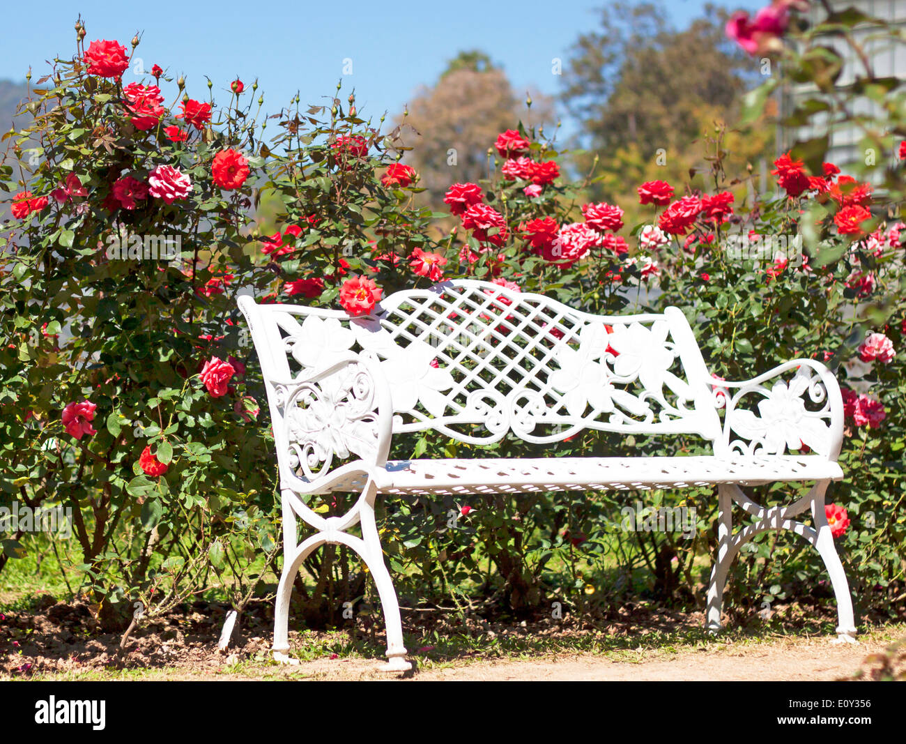 Des roses rose standard dans un parc le jardin. Banque D'Images