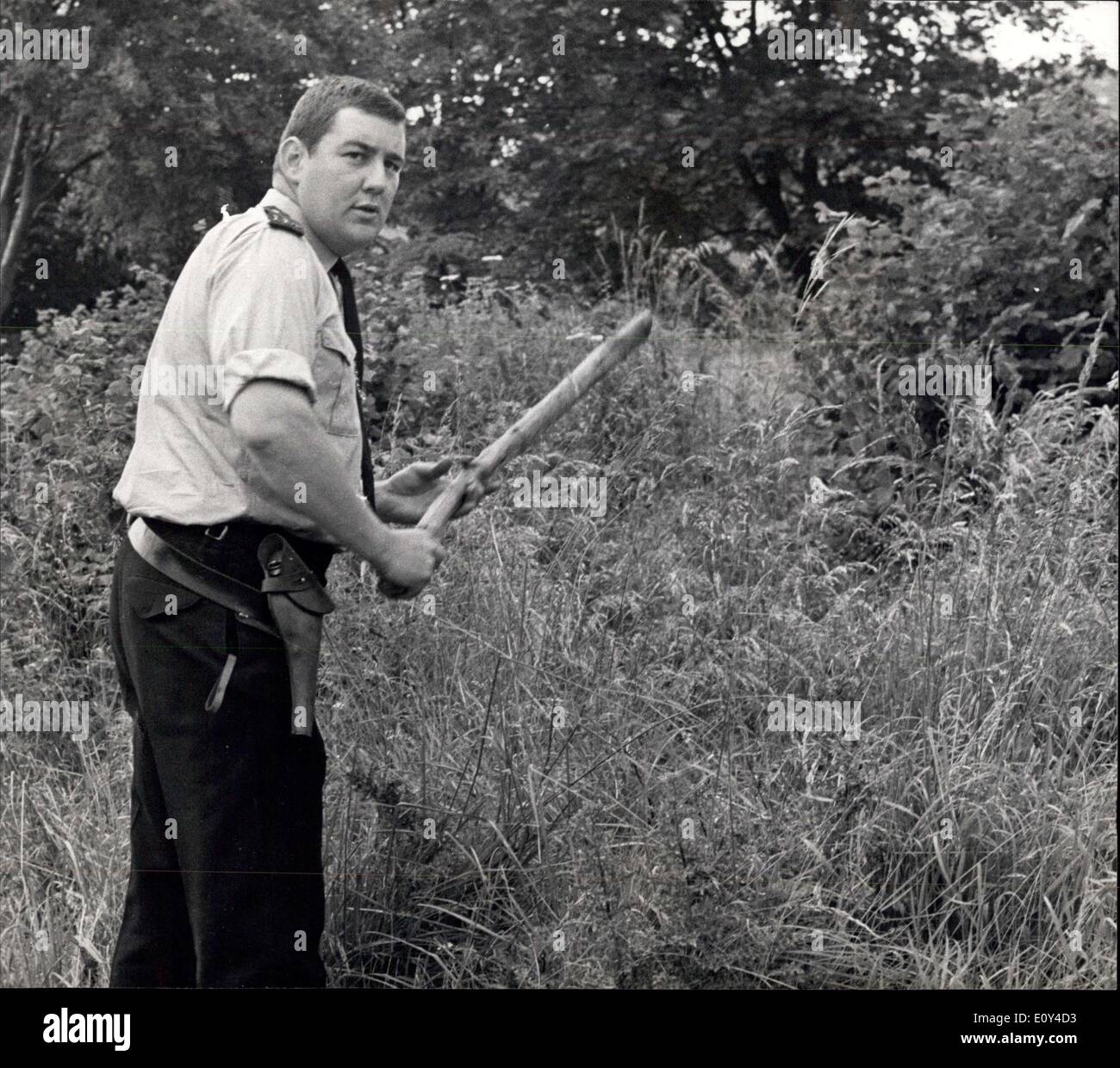 Juillet 20, 1968 - La police armée Chasse à l'homme : plus de 100 policiers, beaucoup d'entre eux armés de revolvers aujourd'intensifié la chasse pour un homme, on croit être armé d'un pistolet à grenaille -off Swan, dans les bois près de Wendover. Les policiers sont à la recherche 15 milles carrés de forêt près de la maison de M. et Mme Richard Levett, qui ont été frappées sur la tête dans leur maison à la Hale, près de Wendover, tôt hier. Aujourd'hui, ils étaient encore dans l'hôpital, Aylesbury Buckinghamshire Royal, où leur état est déclaré comme "satisfaisant" Banque D'Images