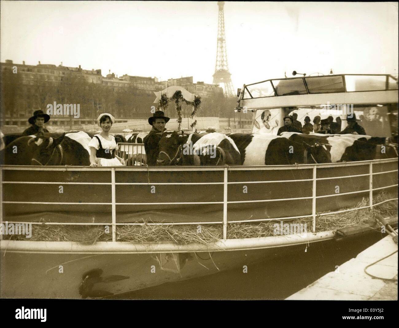 14 février 1969 - les vaches a fait un voyage à l'île Saint-Louis qui s'appelait l'île de la vache. Banque D'Images
