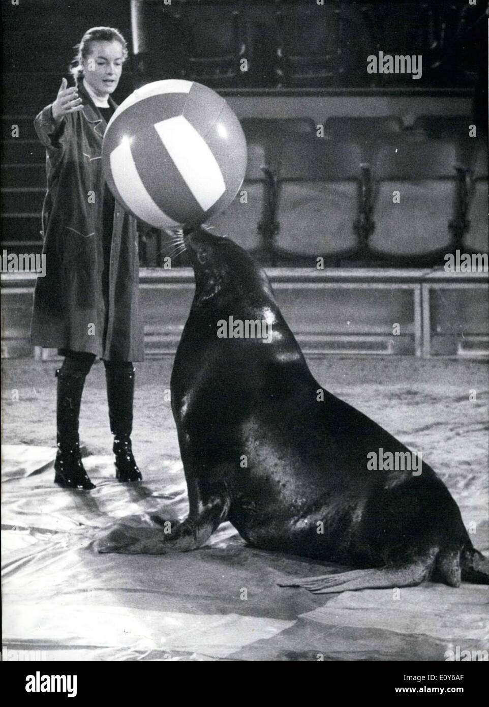 Le 12 décembre 1968 - actrice Romy Schneider est représenté avec un lion de mer. Elle est en train de répéter avec le lion de mer pour un acte qu'ils mettront sur la couronne de cirque de Munich. Banque D'Images