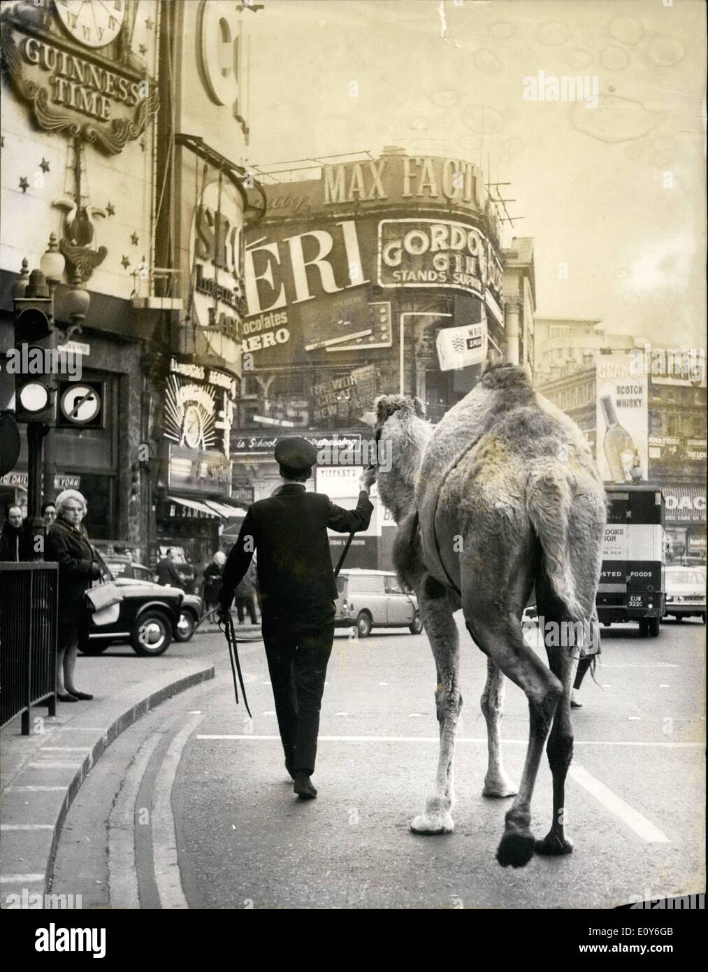 Mar. 03, 1969 - Camel En Piccadilly Piccadilly autour d'automobiliste n'en croyait pas leurs yeux aujourd'hui - lorsque, un Sheana 12 ans vieux chameau de Chessington Zoo, a pris un tour sur Regent Street et à Piccadilly. Il semblait étrange d'colookers, mais leur a été une simple explication le chameau était troisième de Chessington zoo pour le pianiste Valentino pour arriver au Café Royal. photo montre le chameau flânant dans Regent Street après avoir livré les peintures au café Valentino Royal. aujourd'hui. Banque D'Images