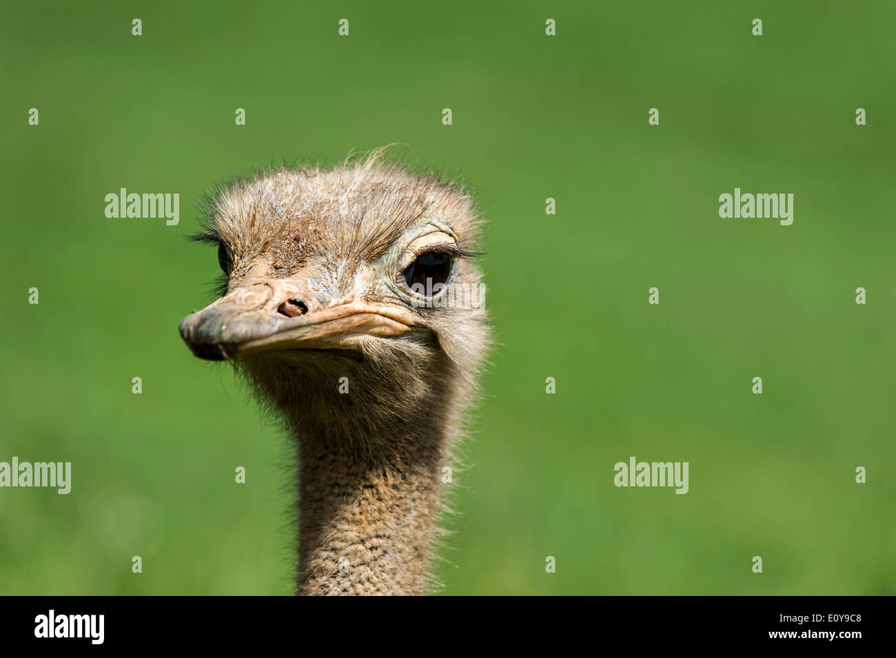 Autruche commune (Struthio camelus) close up of head Banque D'Images