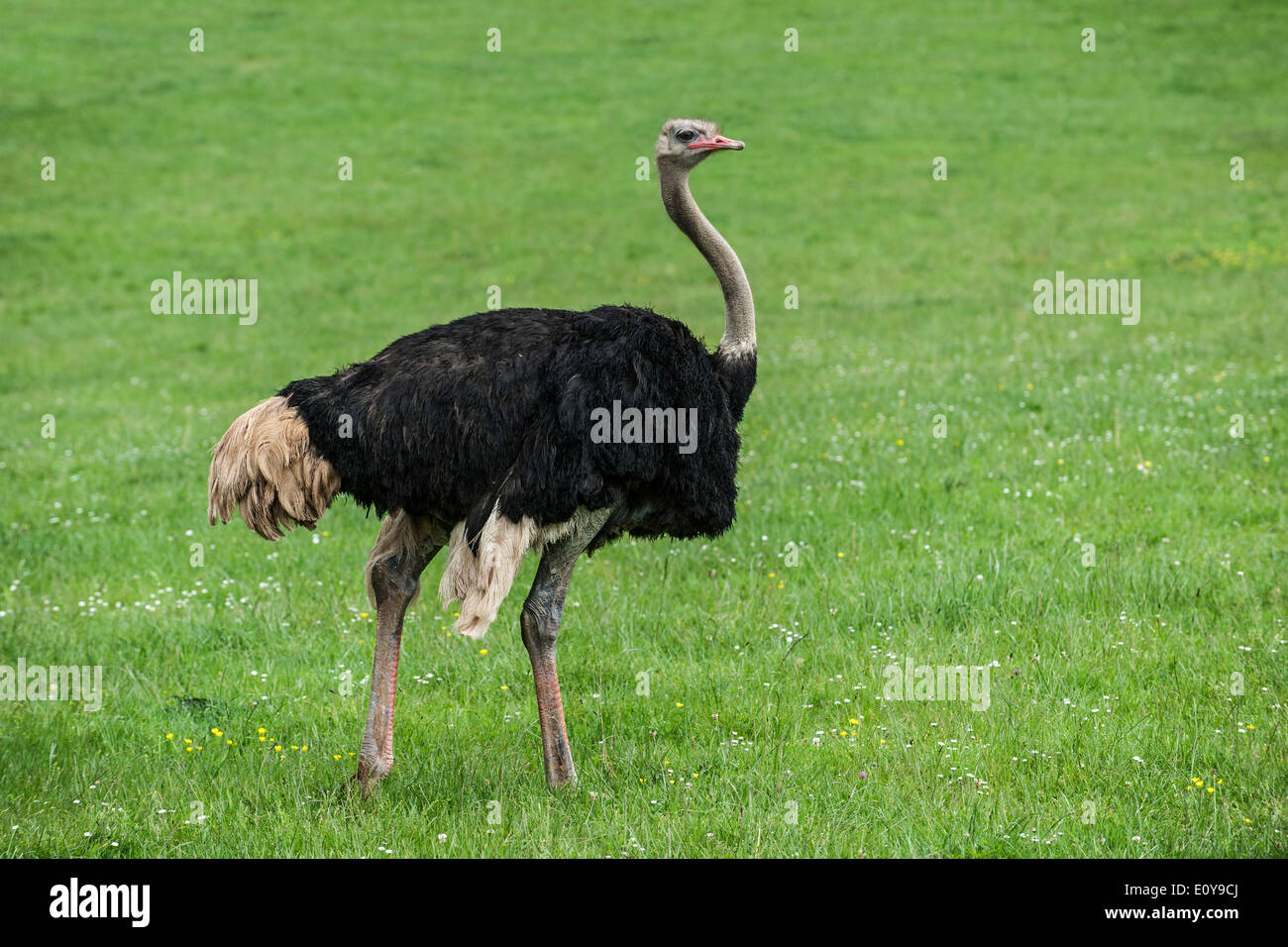 Autruche commune (Struthio camelus) de sexe masculin dans les prairies Banque D'Images