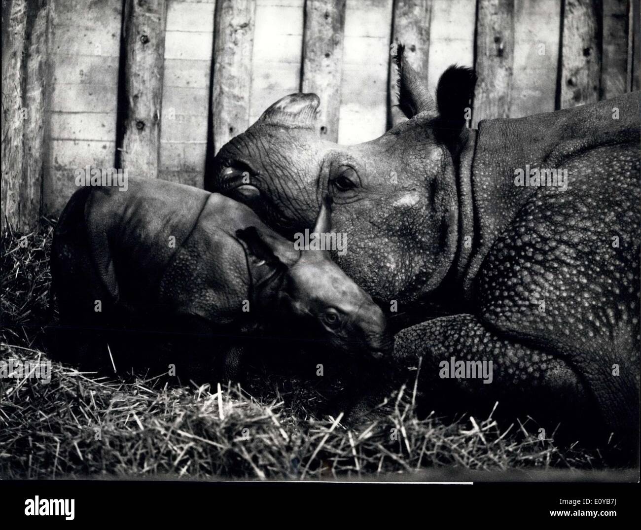 10 octobre 1969 - Élevage d'exploiter le zoo de Bâle : un succès de reproduction absolument extraordinaire dans le jardin zoologique de Bâle : La dixième rhinocerus blindé est née dans cette captivité suisse. La mère, ''Ma'' oola 1 700 kg lorsqu'elle a donné naissance à l'enfant de 76 kg le 5 octobre.. Ce célèbre race donne son jeune rhinocerus au zoo dans le monde entier. ''Mmère'' avec l'oola seulement quelques heures les femmes du baby. Banque D'Images