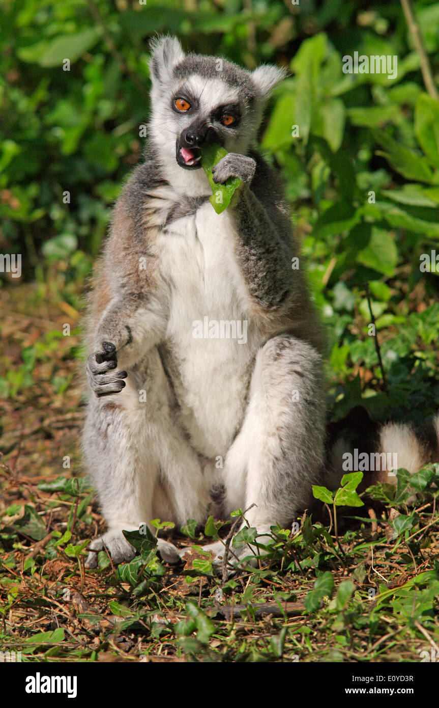 Untitled Document - Lemur catta Banque D'Images