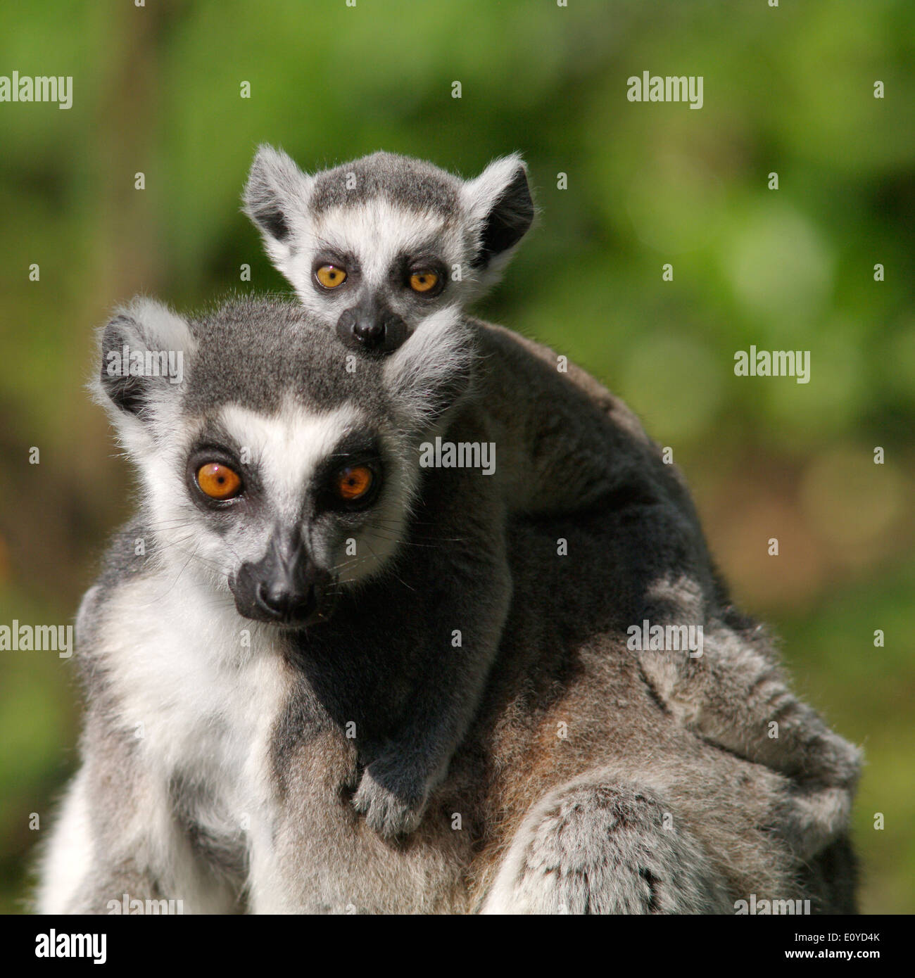 Mère et bébé lémuriens - ring-tailed Lemur catta Banque D'Images