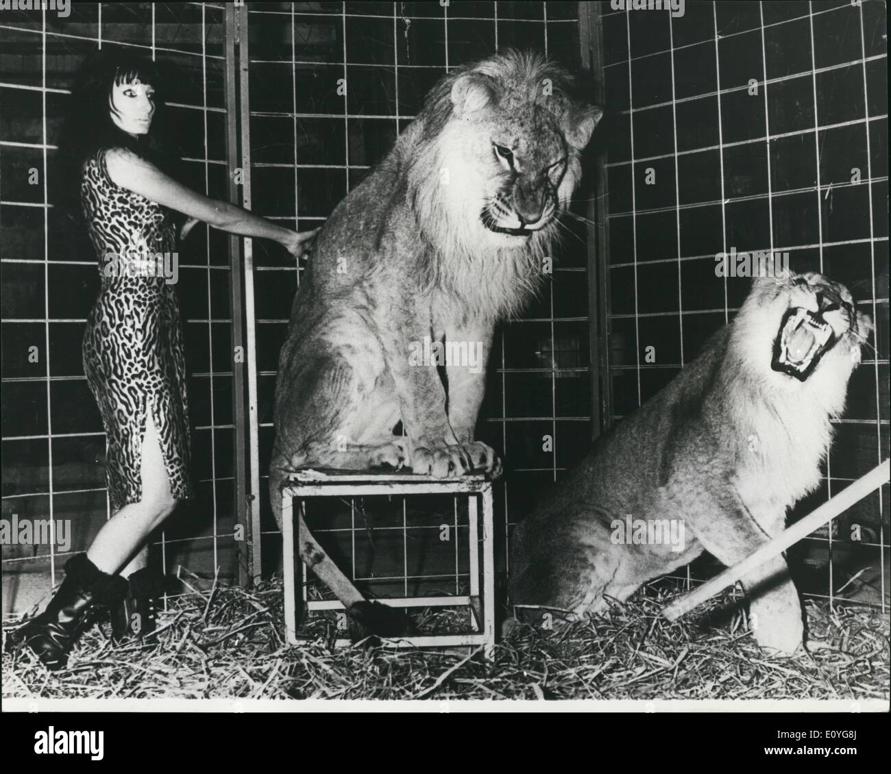 1 janvier, 1970 Strip Tease Dancer avec les Lions Strip tease dancer Cléopâtre, qui effectue