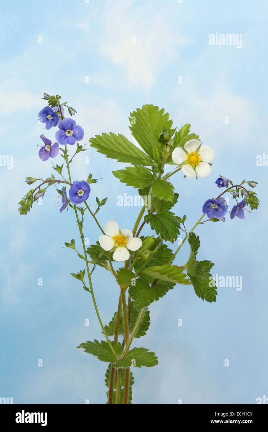 Fleurs sauvages, fleurs de fraises et Véronique contre un ciel bleu avec des nuages vaporeux blanc Banque D'Images