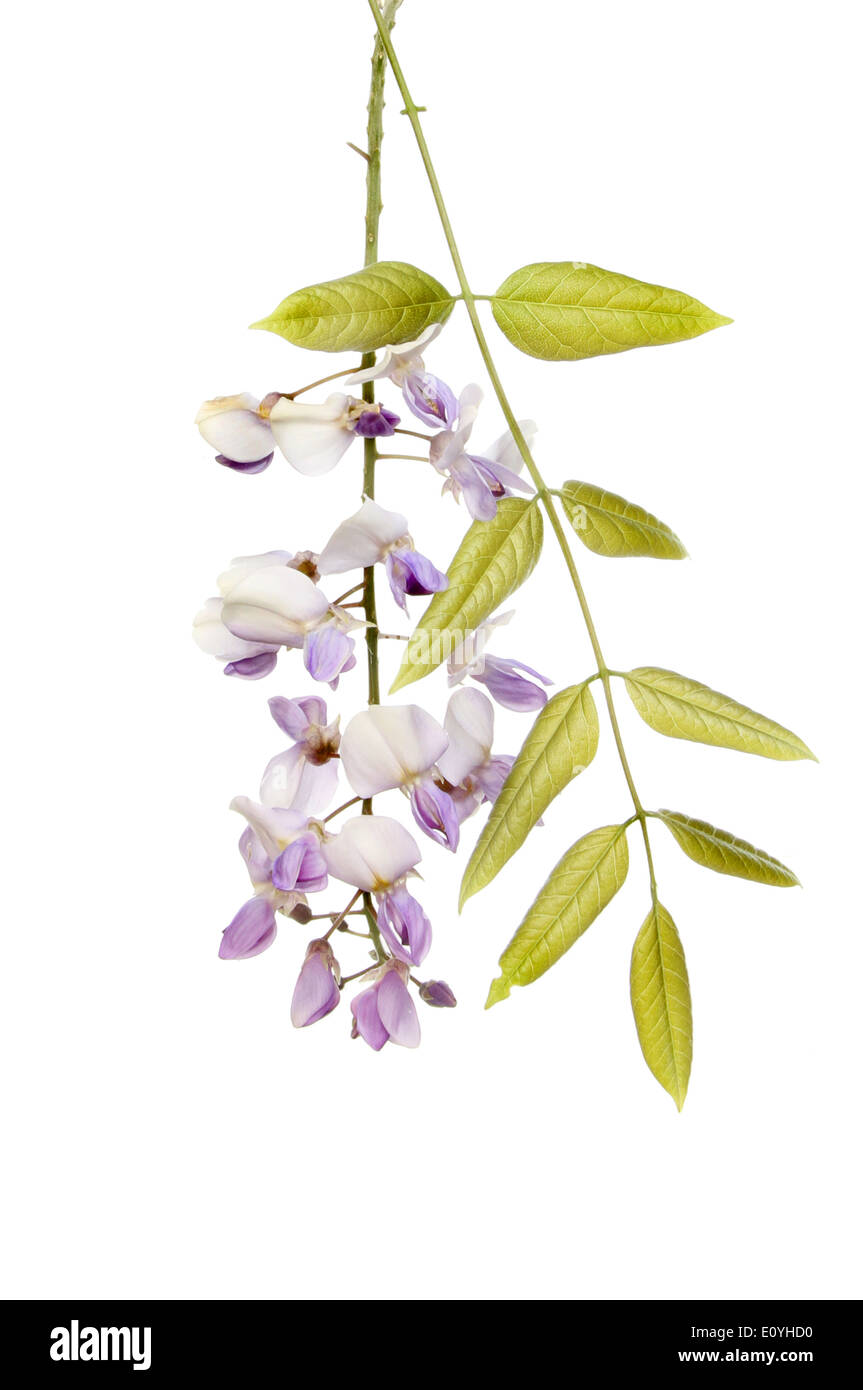 Les fleurs de glycine et de feuillages isolés contre white Banque D'Images