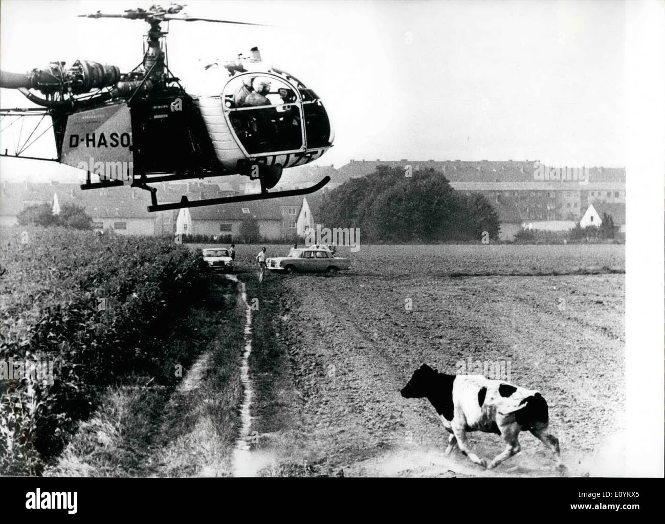 Septembre 09, 1970 - Wild Chase après un boeuf : a été faite par un hélicoptère de police à Cologne. Un boulon ox presque obstrué la route chargement de Cologne, W.Allemagne, à l'air-port de Cologne. Il a fallu deux policiers dans l'hélicoptère pour arrêter le boeuf en tirant 21 fois avec leurs pistolets. De nombreux spectateurs ont regardé ce nouveau type de ''Rodec' Banque D'Images