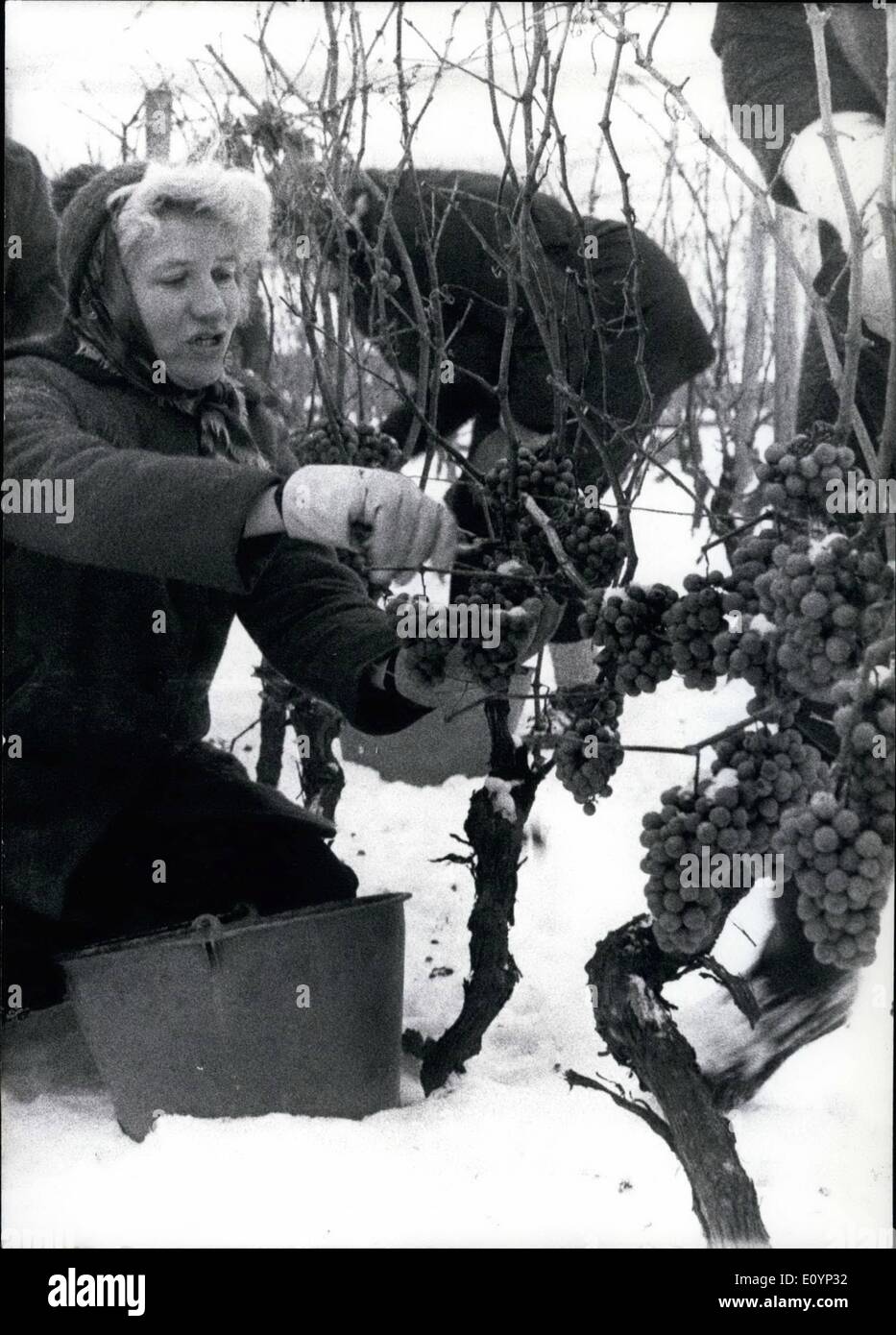 01 janvier 1971 - Pour la première fois trois wineries : réunis dans de plus grandes quantités de ''ice-wine'' à basse température et de la neige. C'était utile de laisser pendre les raisins et de faire tout ce travail pour les ramasser (photo) pour les sortes de vin de glace étaient de haute qualité et sont considérés comme des meilleures de tous les districts de la viticulture allemande. En dépit du froid et de la neige le rassemblement dans des raisins congelés était assez amusant en raison de l'offre de petites saucisses et d'un poinçon. Banque D'Images