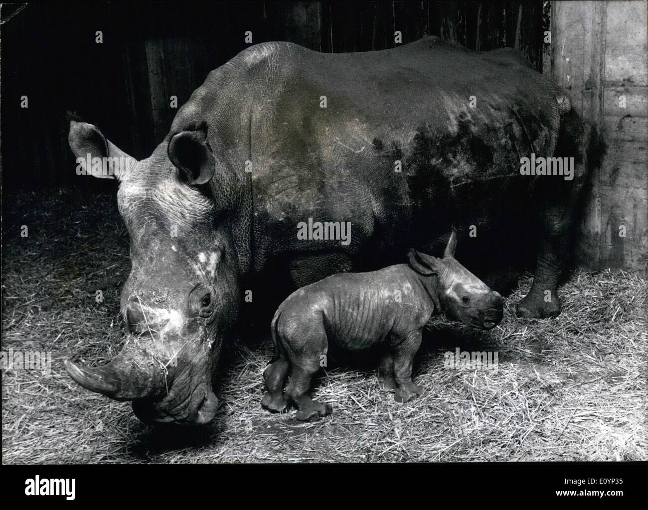 01 janv., 1971 - Rhinoceros avec de gros museau né au zoo de Hanovre : c'était une sensation quand le 2 janvier un rhinocéros avec un gros museau (sur la photo avec sa mère) est né au zoo de Hanovre. C'est le premier rhinocéros de ce genre qui n'a pas été né en Afrique. Après l'éléphant Ce rhinocéros est le plus grand animal en Afrique. À propos de 1900, il était presque disparu, seules quelques centaines de ces animaux vivaient à la frontière entre le district de Congo, l'Ouganda et le Soudan. En raison de l'action ''rhinoceros'' ces animaux pouvaient être maintenus en vie Banque D'Images